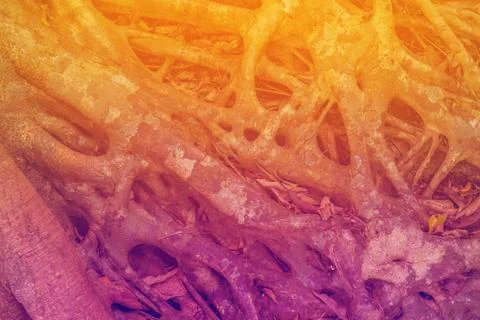 Tree Roots Pattern Stock Photos