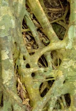 Tree Roots Pattern Stock Photos