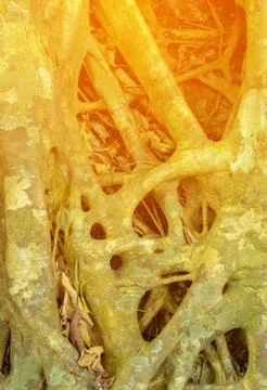 Tree Roots Pattern Stock Photos