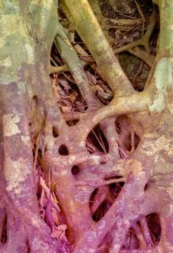 Tree Roots Pattern Stock Photos