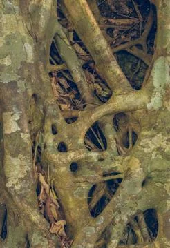 Tree Roots Pattern Stock Photos