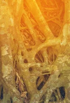 Tree Roots Pattern Stock Photos