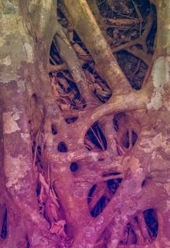 Tree Roots Pattern Stock Photos