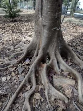 Tree roots pattern Foto stock