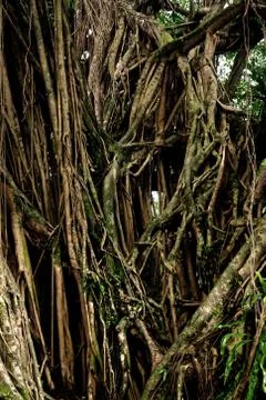 Tree roots Stock-Fotos