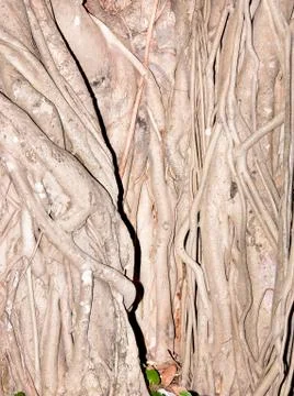 Tree roots. Stock Photos