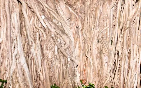 Tree roots. Stock Photos