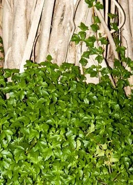 Tree roots. Stock Photos