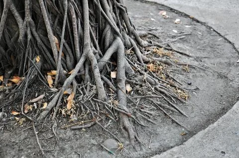 Tree roots Stock Photos