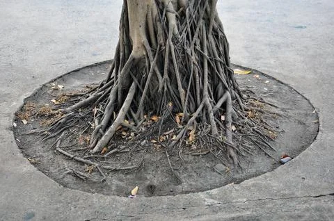 Tree roots Stock Photos