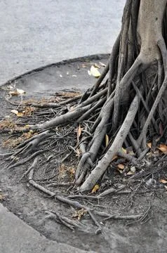 Tree roots Stock Photos