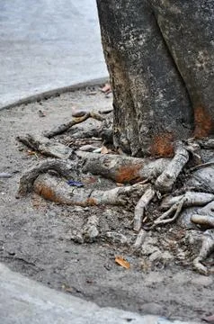Tree roots Stock Photos