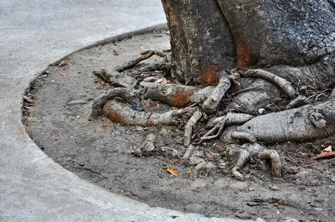 Tree roots Stock Photos