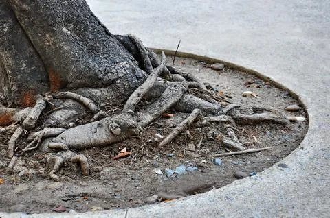 Tree roots Stock Photos