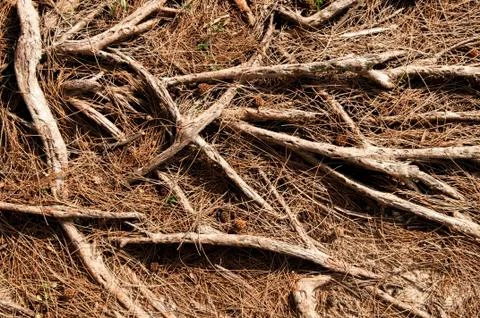 Tree roots Stock Photos