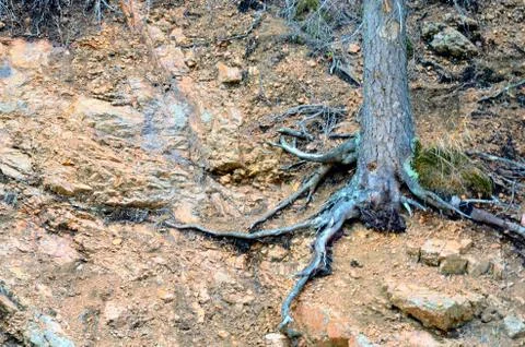 Tree roots Stock Photos