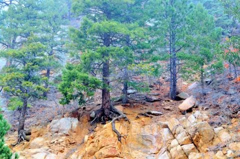 Tree roots Stock Photos