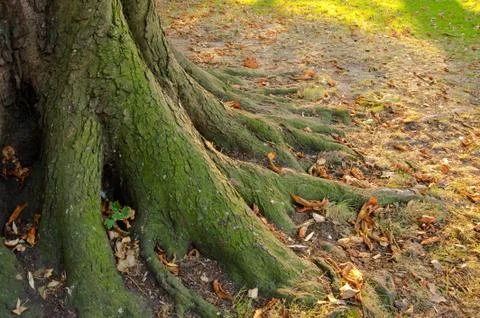 Tree roots Stock Photos