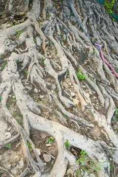 Tree roots Stock Photos