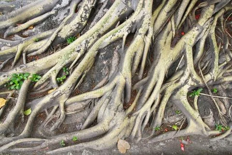 Tree roots Stock Photos