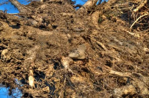 Tree roots Stock Photos