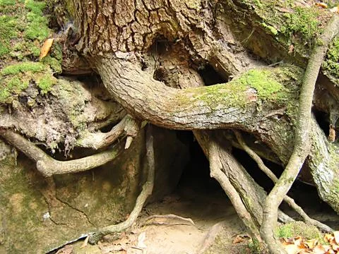 Tree Roots Stock Photos