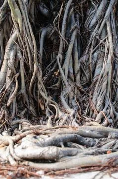 Tree roots Stock Photos