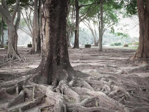 Tree roots Stock Photos