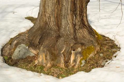 Tree roots Stock Photos