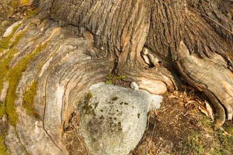 Tree roots Stock Photos
