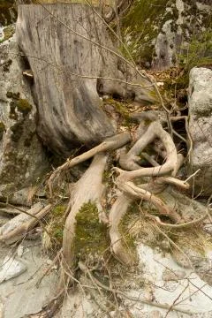 Tree roots Stock Photos