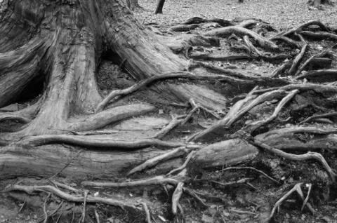 Tree roots Stock Photos