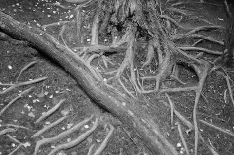 Tree roots Foto stock
