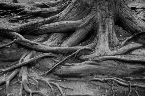 Tree roots Stock Photos