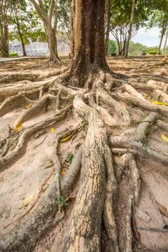 Tree roots 库存照片