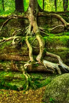 Tree roots Stock Photos