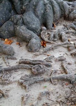 Tree roots Stock Photos