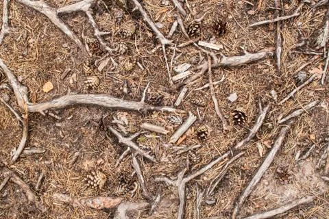 Tree roots Stock Photos