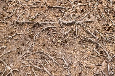 Tree roots Stock Photos