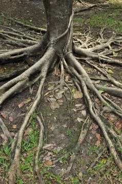 Tree roots Stock Photos