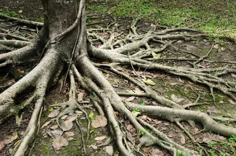 Tree roots Stock Photos