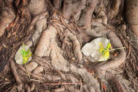 Tree roots Stock-Fotos