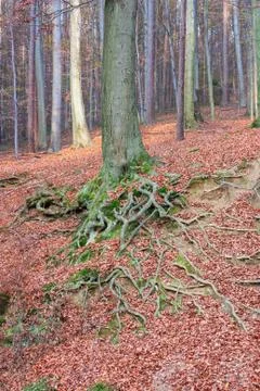 Tree roots Foto stock