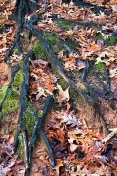 Tree roots Stock Photos