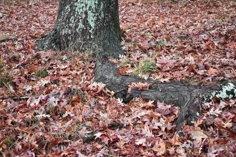 Tree roots Stock Photos
