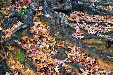 Tree roots Stock Photos