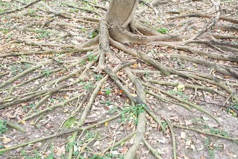 Tree Roots Foto stock