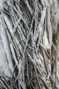Tree Roots Stock Photos
