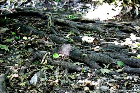 The tree roots Stock Photos