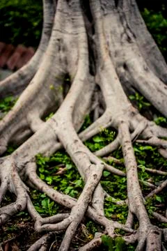 Tree roots Stock Photos
